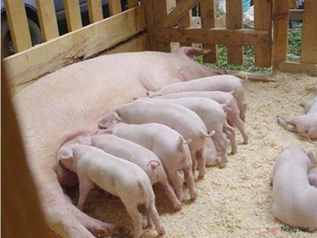 Mua đệm lót sinh học trong chăn nuôi lợn ở đâu?